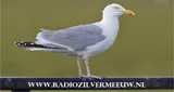 Radio Zilvermeeuw Radio Zilvermeeuw